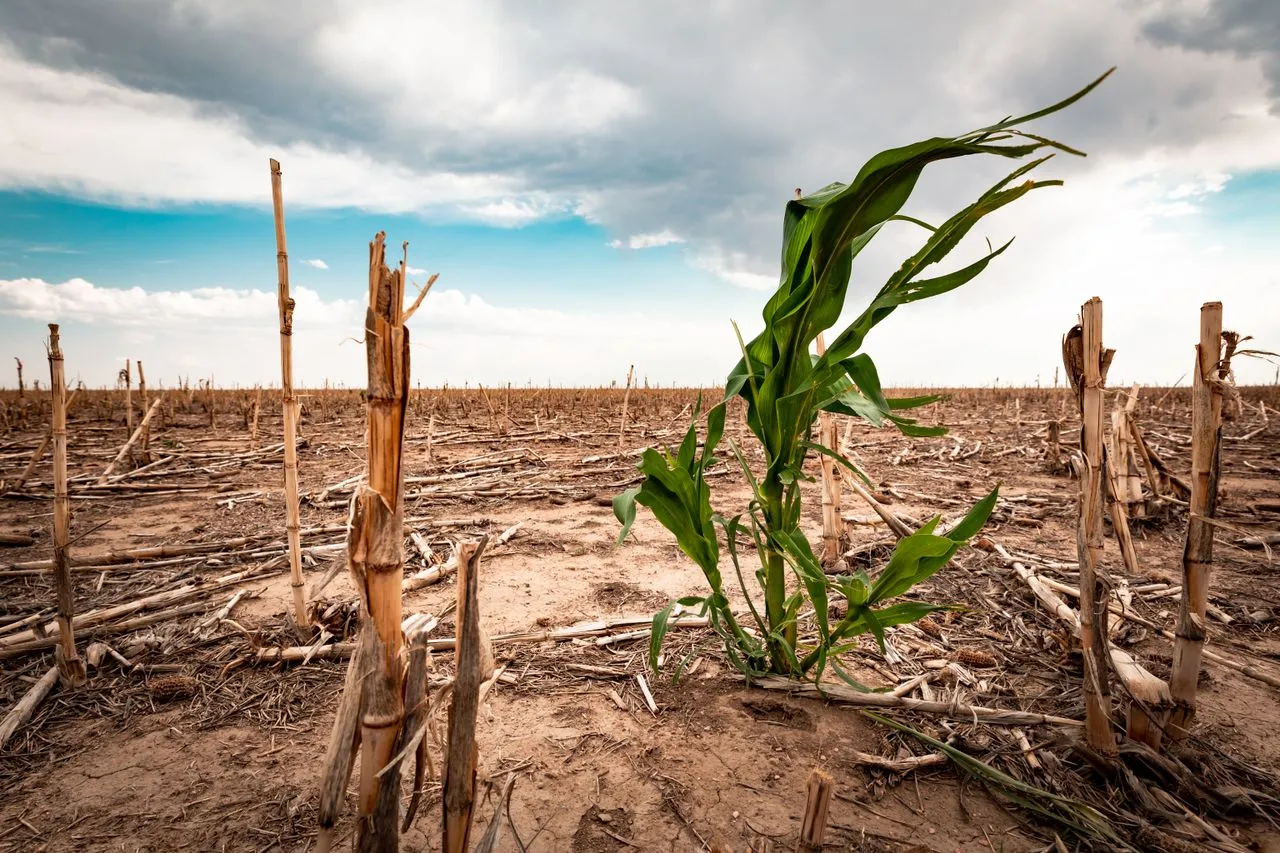 Emergencia agropecuaria por sequía: La Nación homologó beneficios para Bahía Blanca