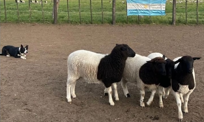 Campeonato Argentino de Perros Arrieros: la etapa final se realiza en la cabaña La Cina Cina