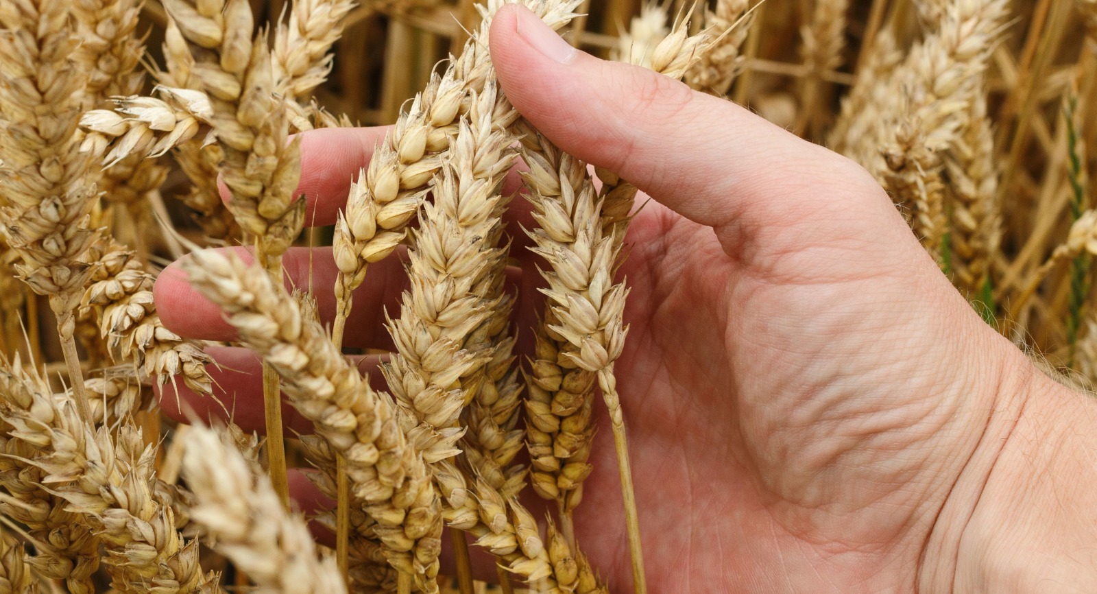 Trigo: del récord de los 27,8 M/T al crítico panorama por la calidad del grano