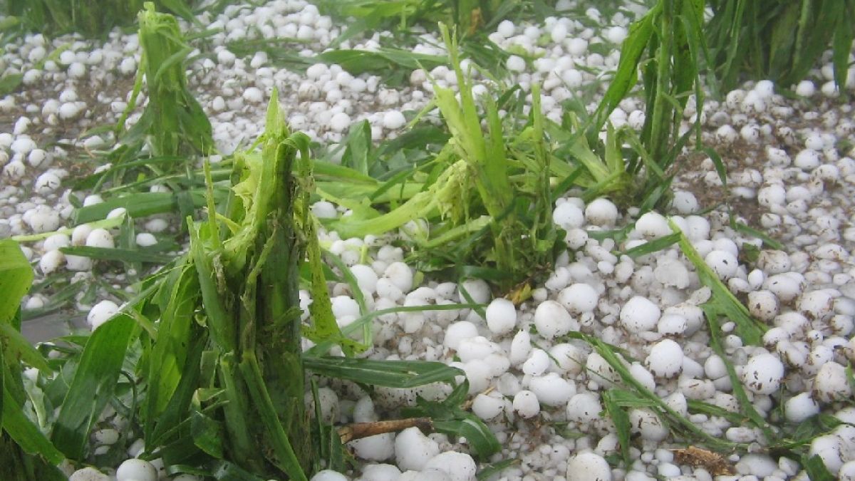 Seguro multirriesgo agrícola: la experiencia cordobesa que marca un punto de inflexión