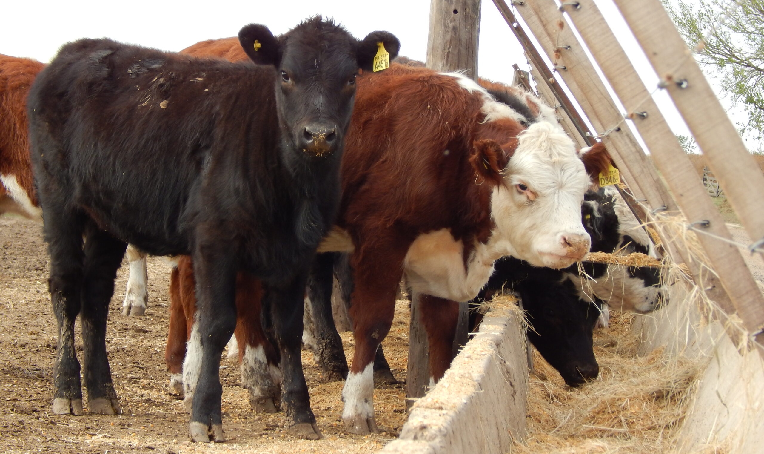 Feedlot: máximo histórico de ocupación en este septiembre
