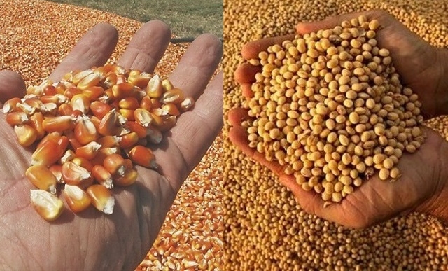 Las 60 medidas: analizan descontar gastos de la compra de semillas en el pago de Ganancias