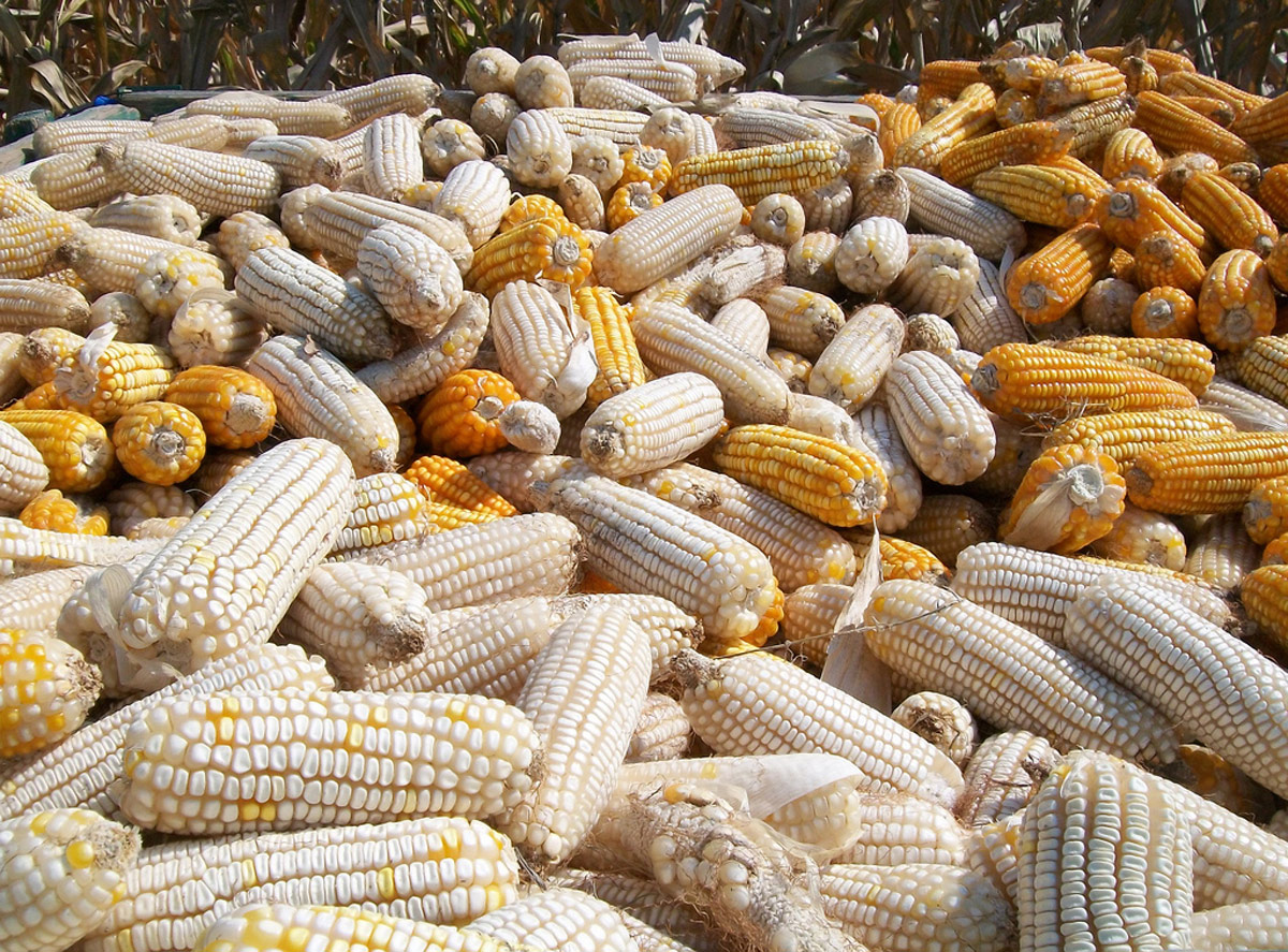 Cierre de exportaciones: preocupación de las Bolsas de Cereales y de Comercio del país