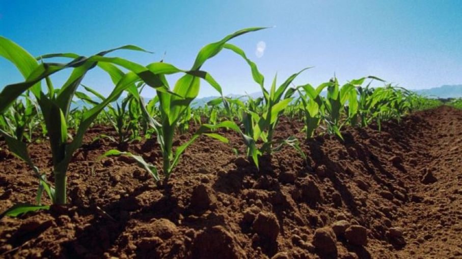 Agenda verde de Profertil: Nutrición a la carta para trigo y cebada