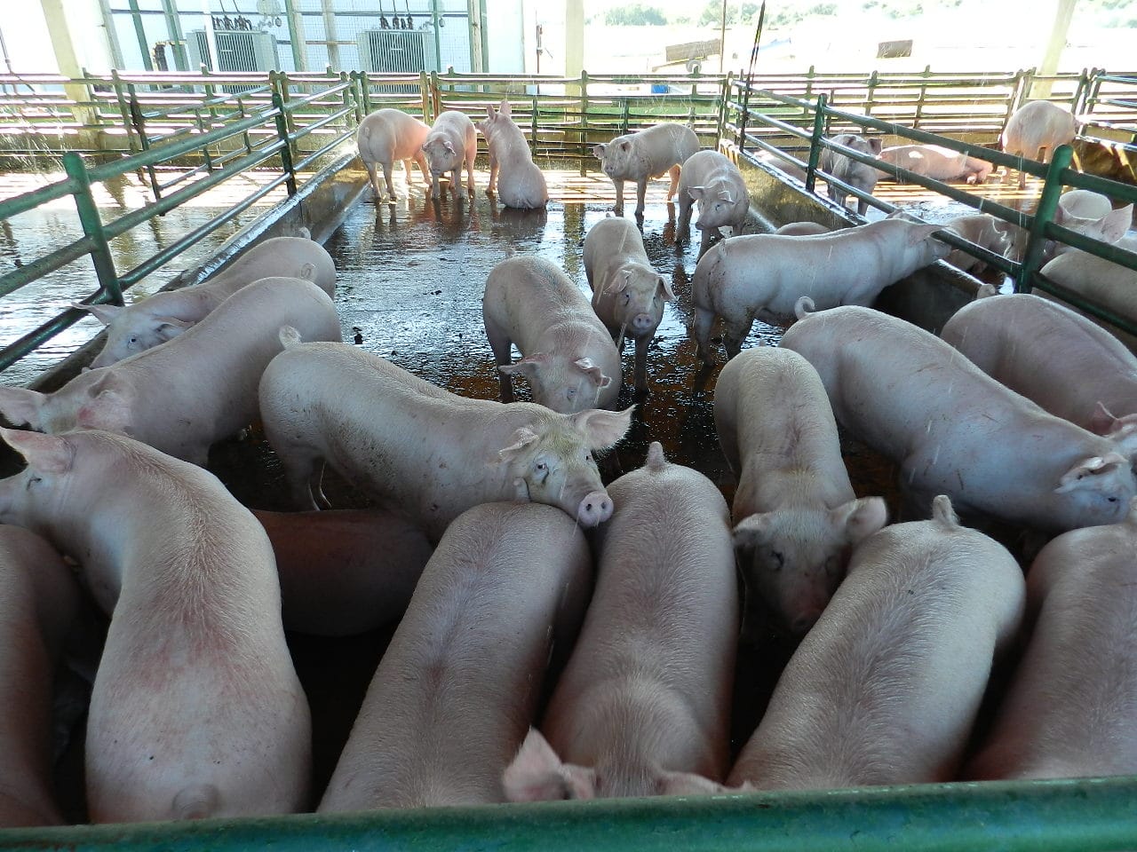 Producción porcina: qué medidas adoptar para prevenir el estrés por calor