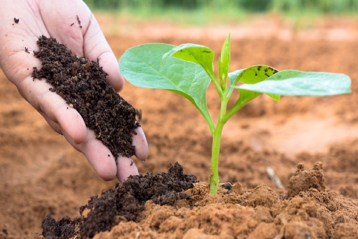 ¿Por qué los fertilizantes son insumos estratégicos en la producción sostenible de alimentos?