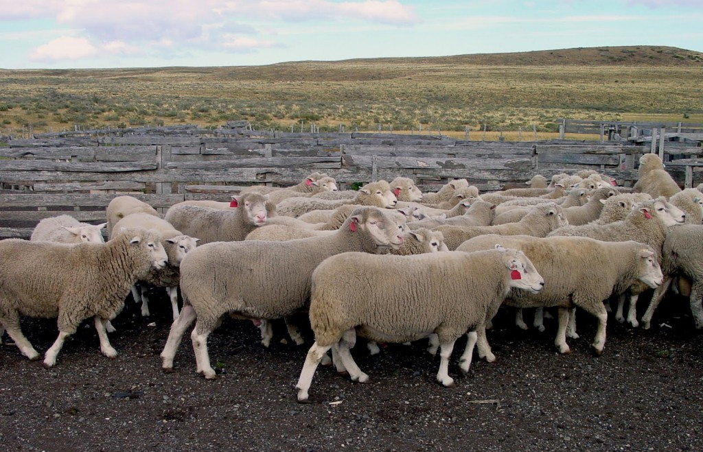 ArgenCarne Patagonia: Los ovinos también serán protagonistas