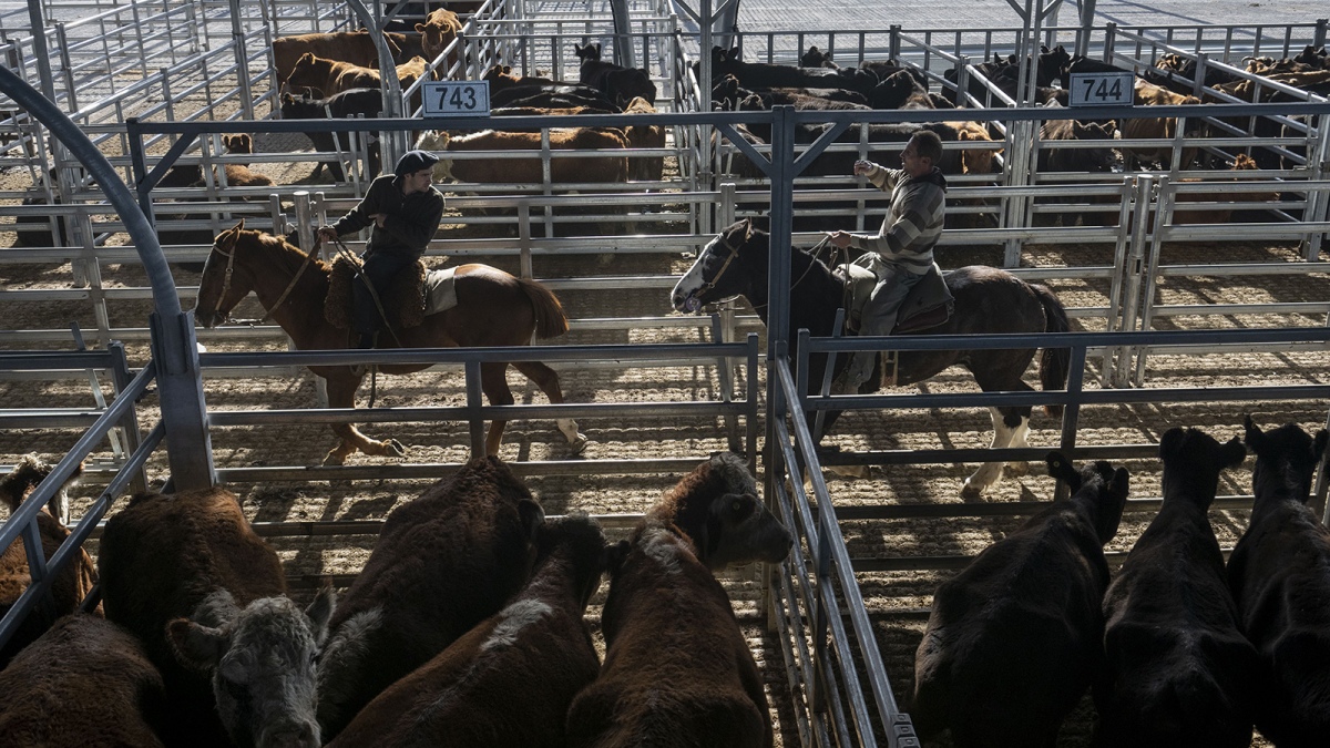 Carbap: ¿Por qué la ganadería está en su momento más crítico?