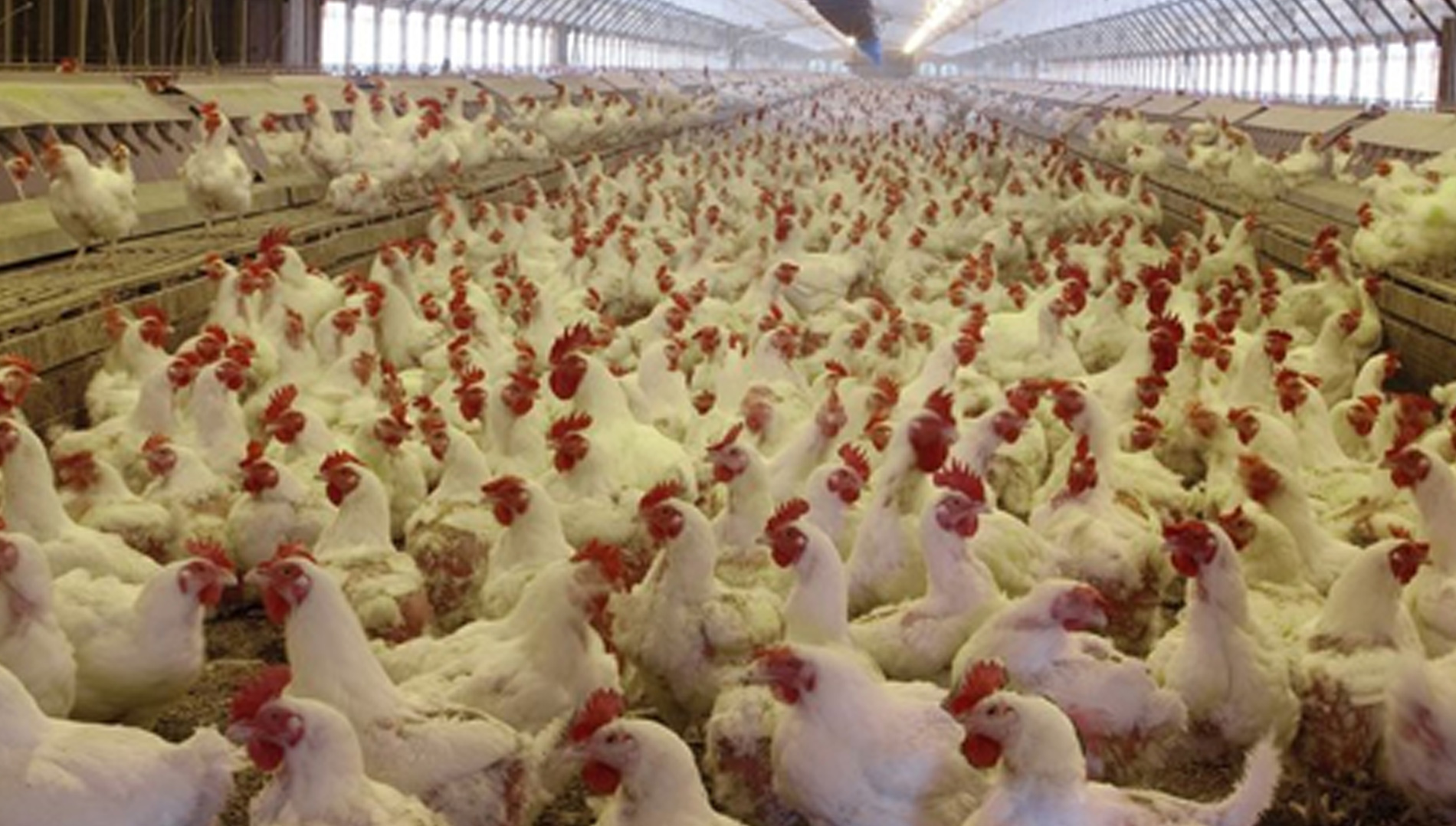 ¿Por qué el consumo de pollo casi iguala al de la carne vacuna en la Argentina?