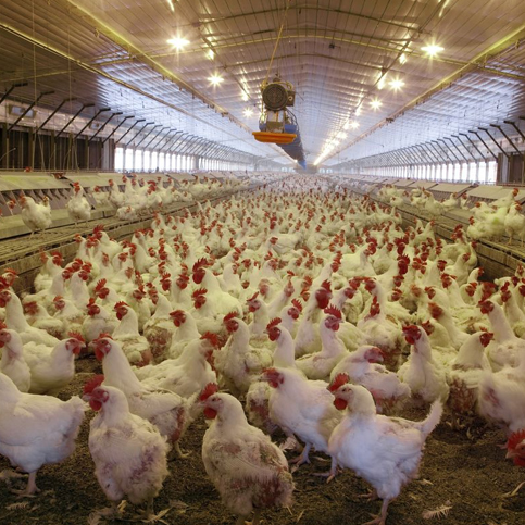¿Por qué el consumo de pollo casi iguala al de la carne vacuna en la Argentina?