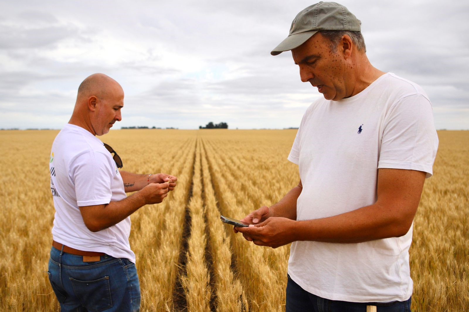 Agrotour 2024: El promedio del trigo es de 2.900 K/H, en tanto que la cebada llega a los 3.500 K/H