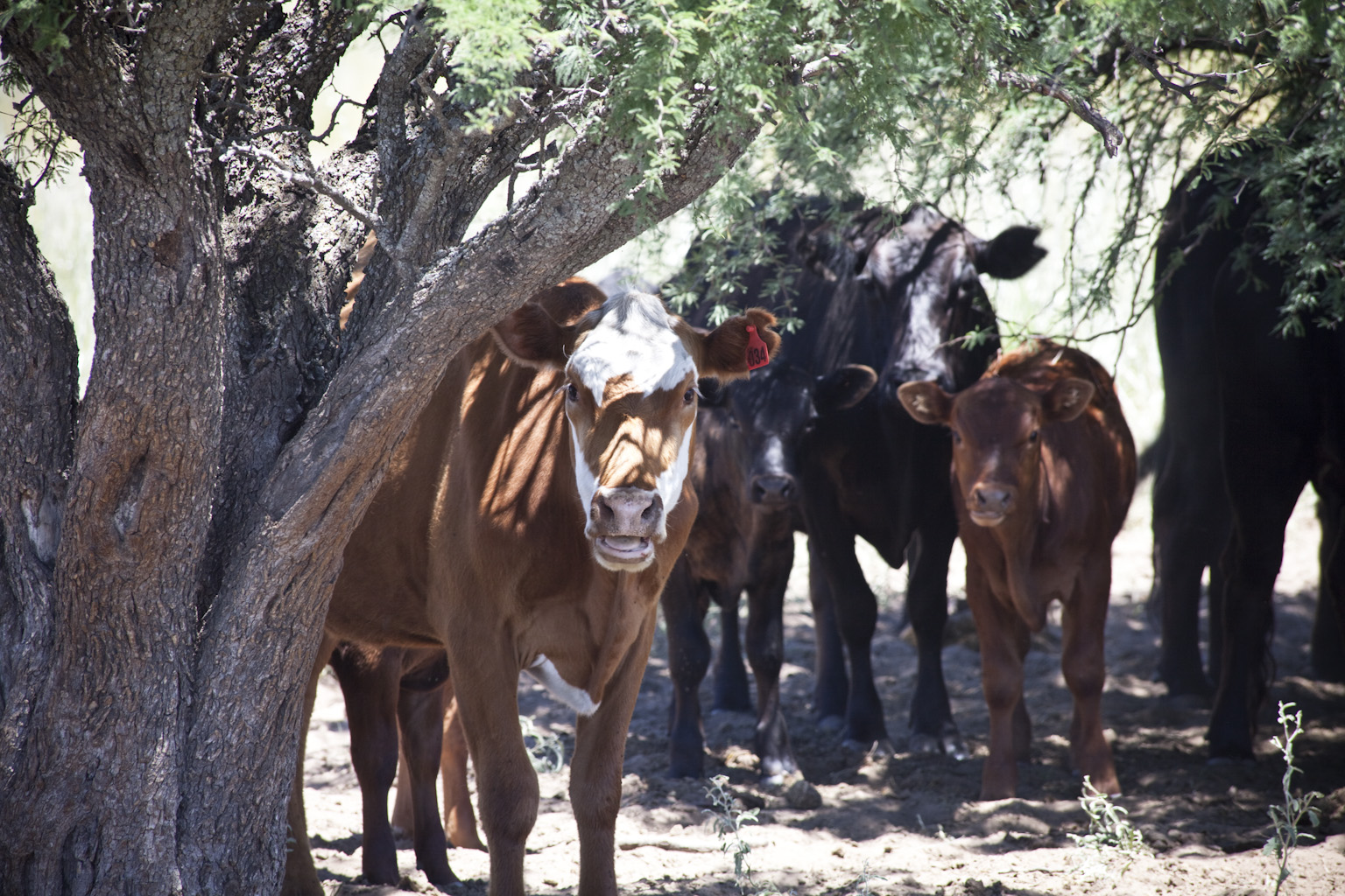 Sanidad animal: Recomendaciones para evitar el estrés térmico