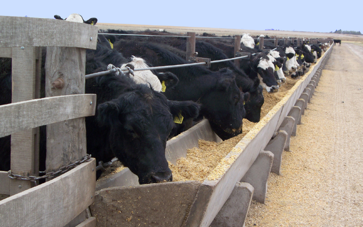 Feedlot: más de 2 millones de cabezas y una ecuación ajustada en el tramo final de la zafra