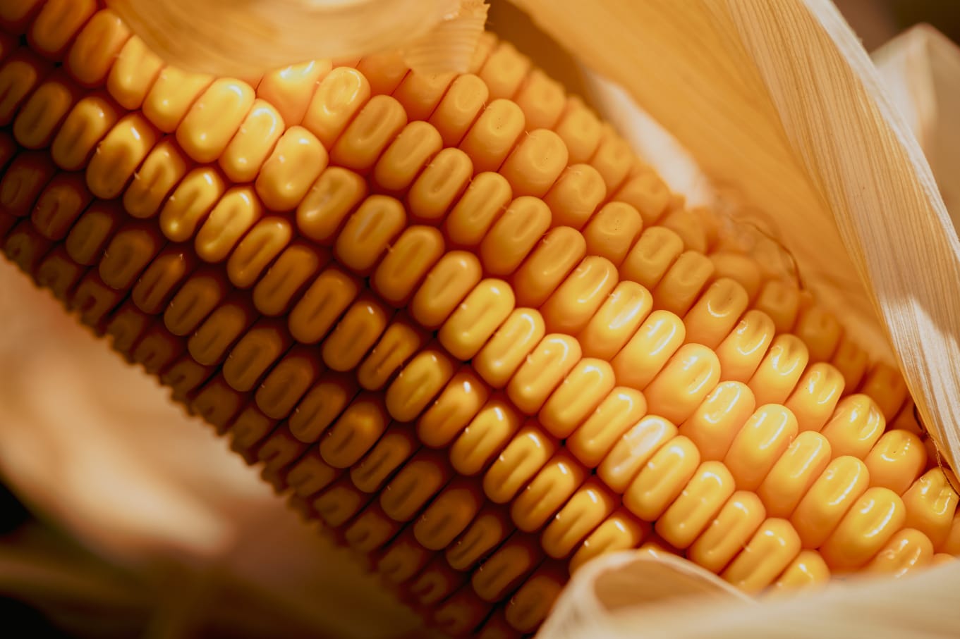 Agromet: la herramienta del INTA Balcarce que convierte datos meteorológicos en mejores decisiones agrícolas