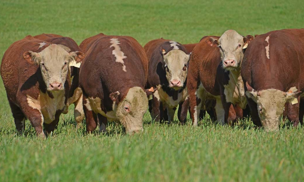 INTA y Hereford: ¿cuáles fueron los resultados de la Prueba de Consumo Residual 2024–2025?