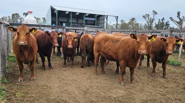 Modo transición: la escasez de bovinos y los precios récord marcaron el cierre de 2025