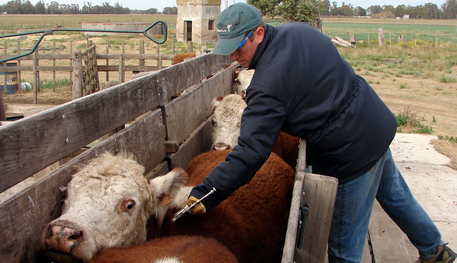 Carbunclo: modificaciones en los esquemas de vacunación
