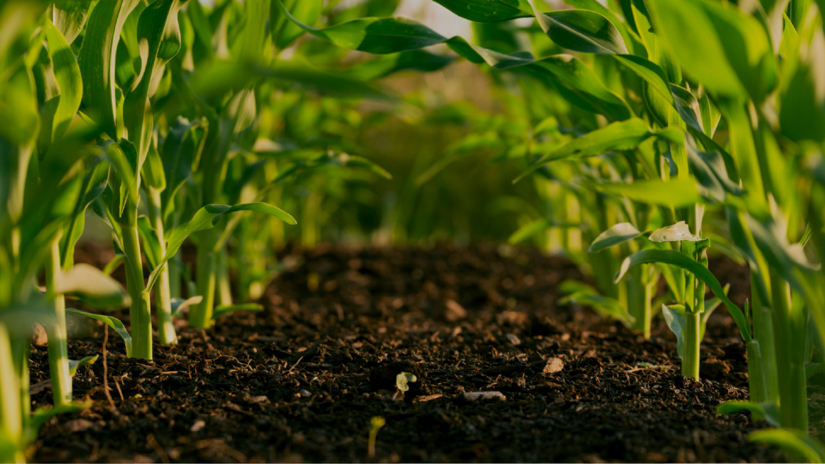 Fertilizantes: el consumo aumentó el 3 % y llegó a las 5,1 millones de toneladas