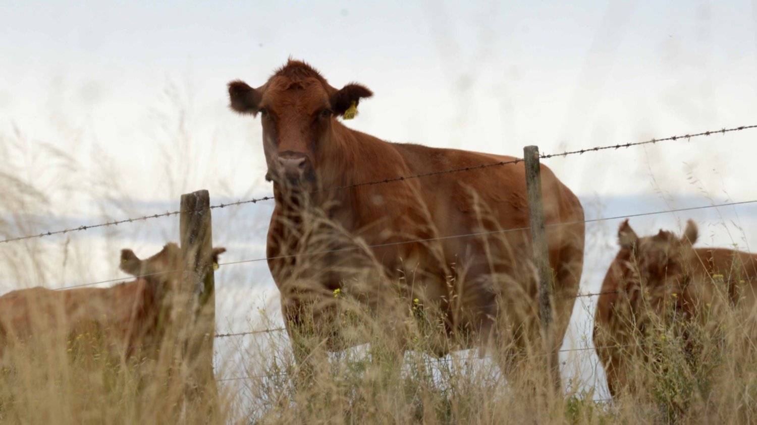 ¿Por qué se avizora un panorama sombrío para la ganadería argentina?