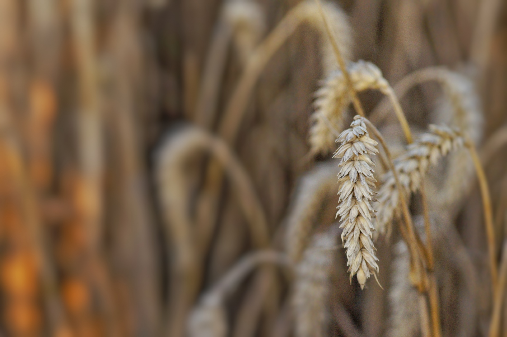 Cebar 2021: un congreso para saber todo sobre la cebada