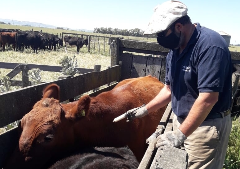 Fiebre aftosa: ya se vacunaron más de 50 millones de bovinos en la primera campaña