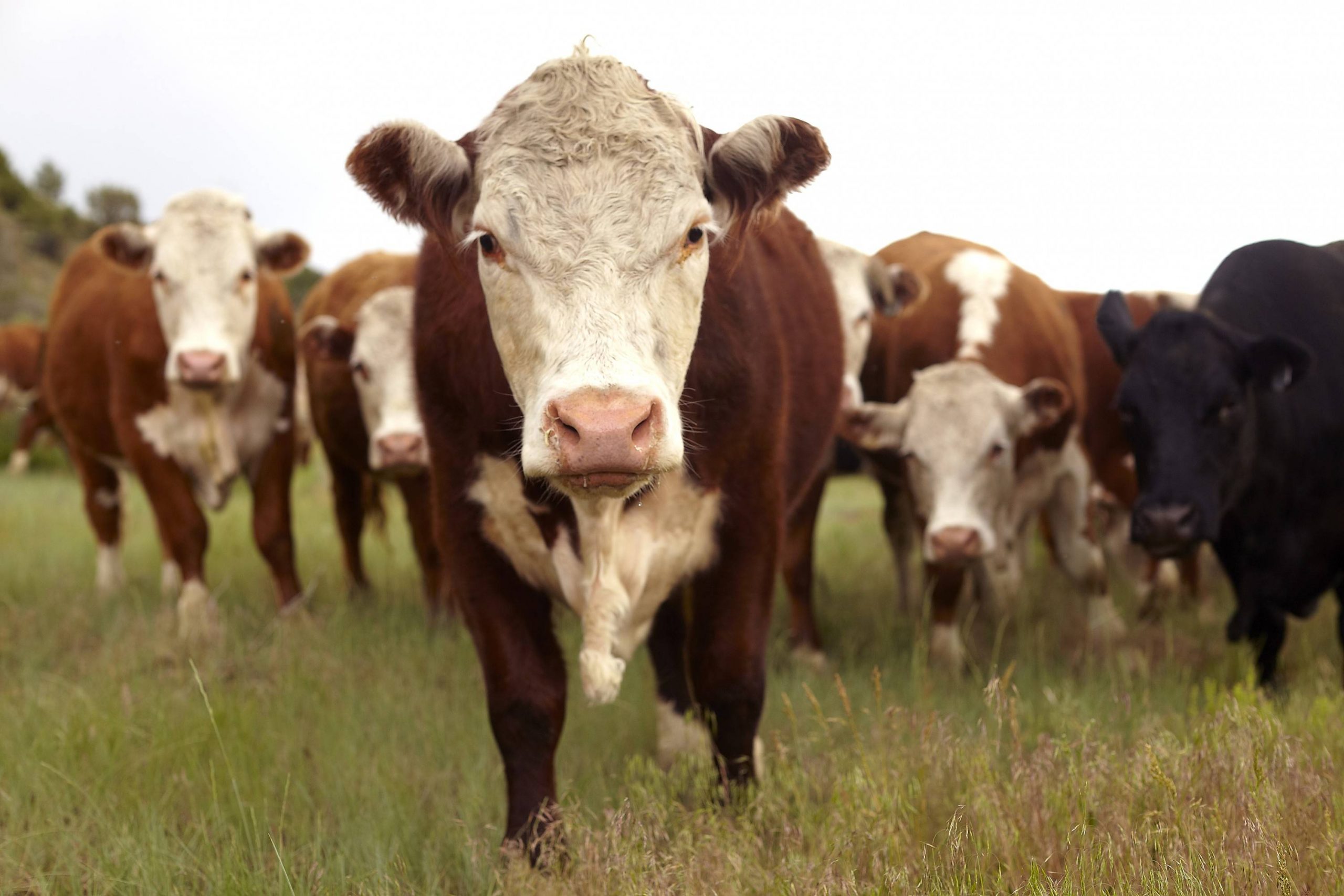¿Cuál es el stock de ganadería bovina en la Argentina?