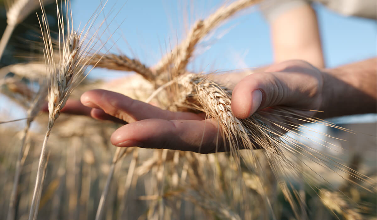¿Por qué el trigo patentiza la contradicción del Gobierno?