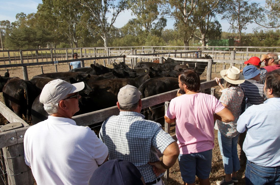 Reporte CREA: ¿Cuáles son las expectativas para la ganadería en el país?