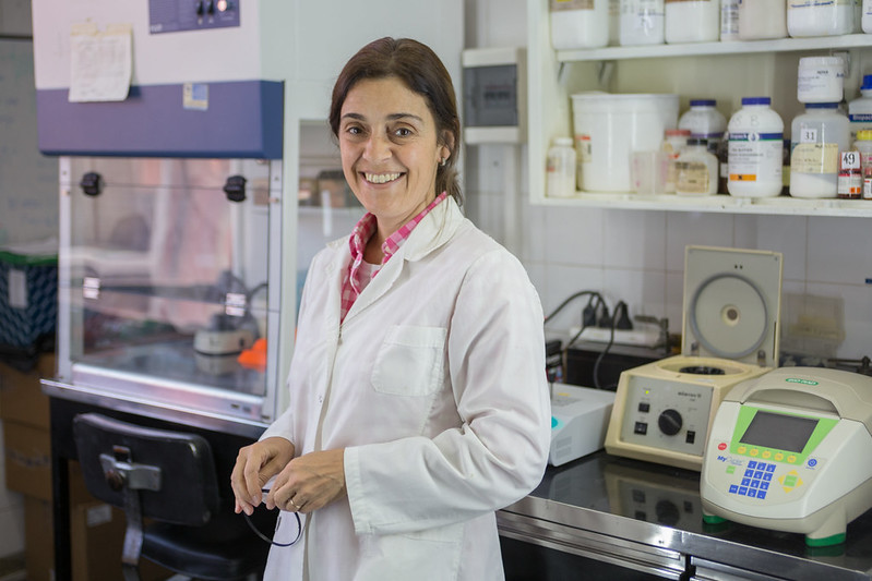 Leucosis bovina: Una investigadora argentina diseñó una cepa viral para erradicar la enfermedad