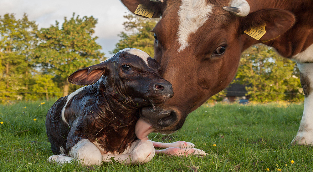 Parto en bovinos: ¿Cuáles son las patologías que merecen especial atención?